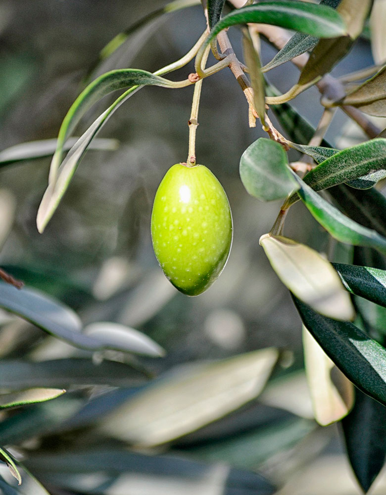 aceituna 1 copia